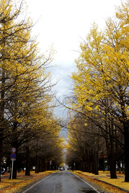 Ginkgo Road: Take me to Hokkaido
University